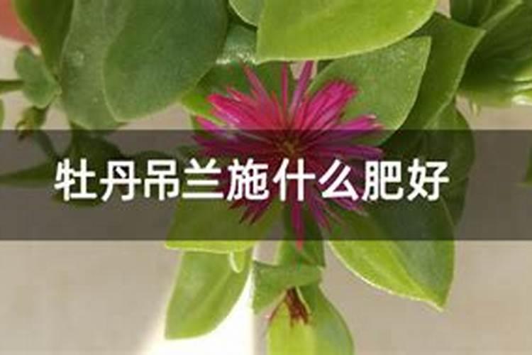 吊兰施什么肥最好