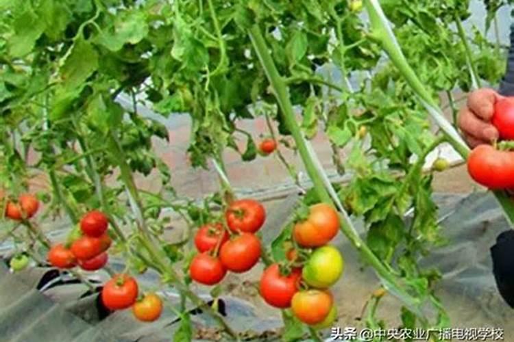 番茄苗期使用高氮的化肥可以吗