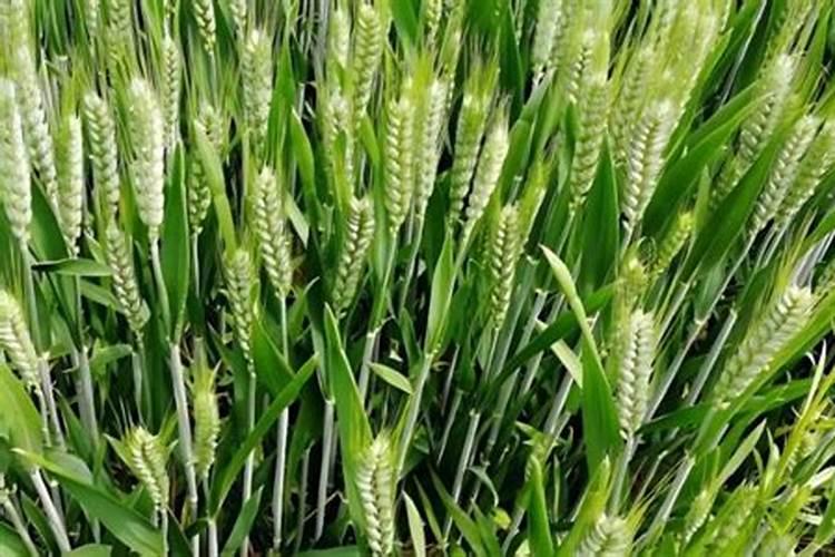 小麦一喷三防在什么时候用最好？知道的老师麻烦回答一下