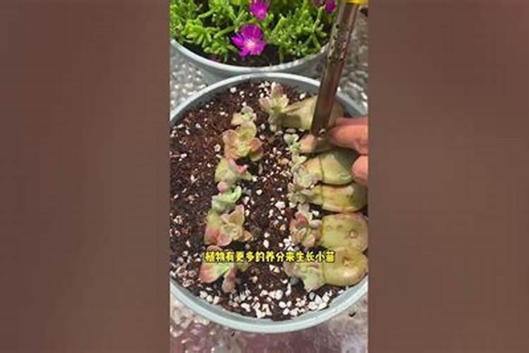 氮磷钾复合肥是什么肥料