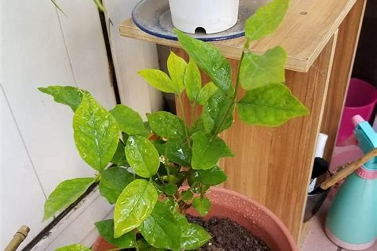 茉莉花盆栽用速效复合肥好还是用硫酸亚铁好？