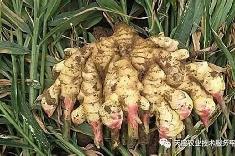 橘皮水适合浇什么花