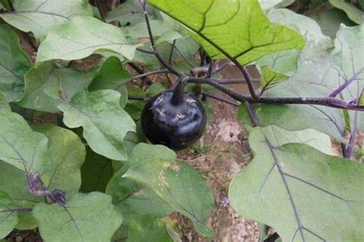 阳光玫瑰亩产量一般多少斤 种植一亩成本及利润