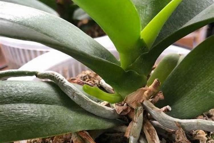 化肥的好坏怎么判断？