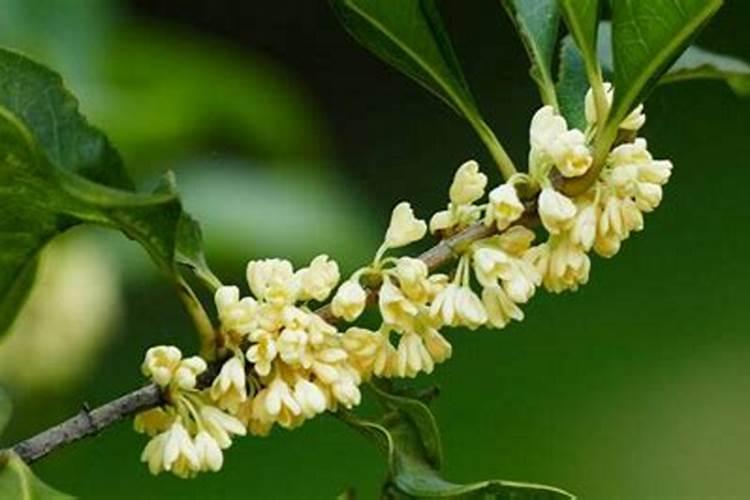 荷花令箭施什么肥最好