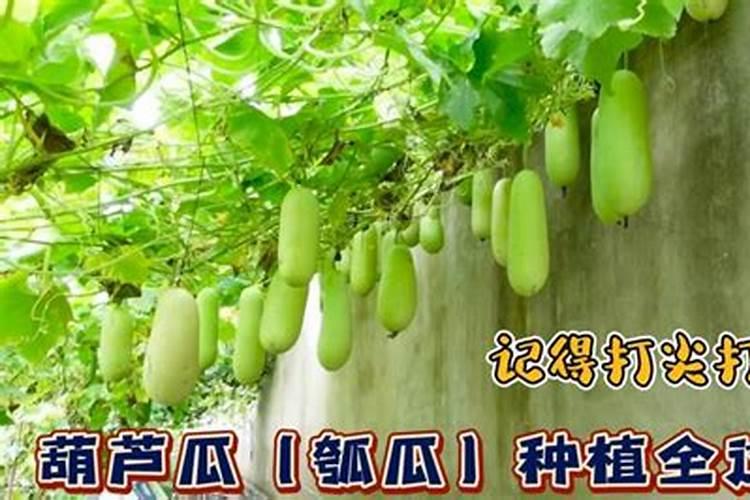 荷花令箭施什么肥最好