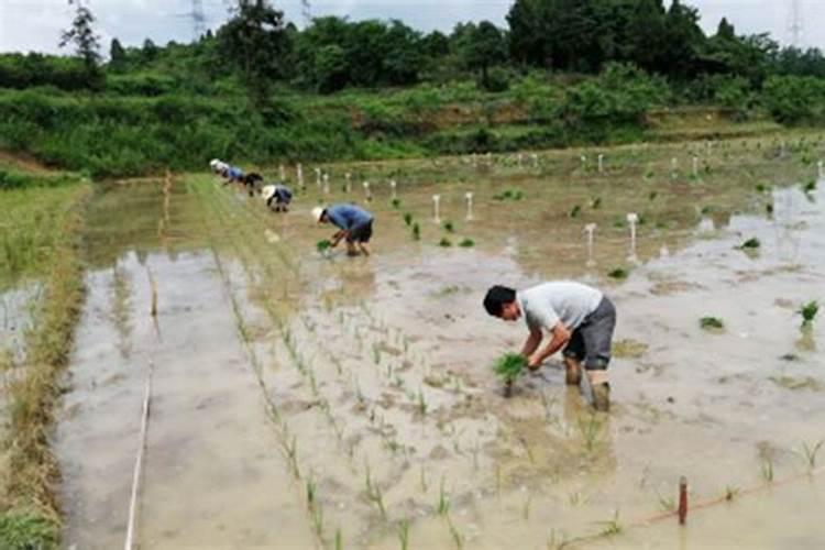 想让莴笋长得又粗又大该用啥肥料