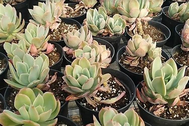 哪些物品是大葱和韭菜特别钟爱的,经常撒一撒呢？