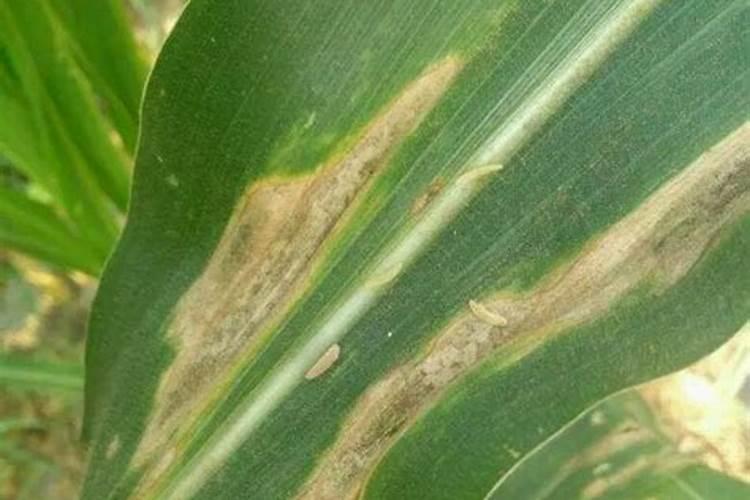 玉米打什么叶面肥增产