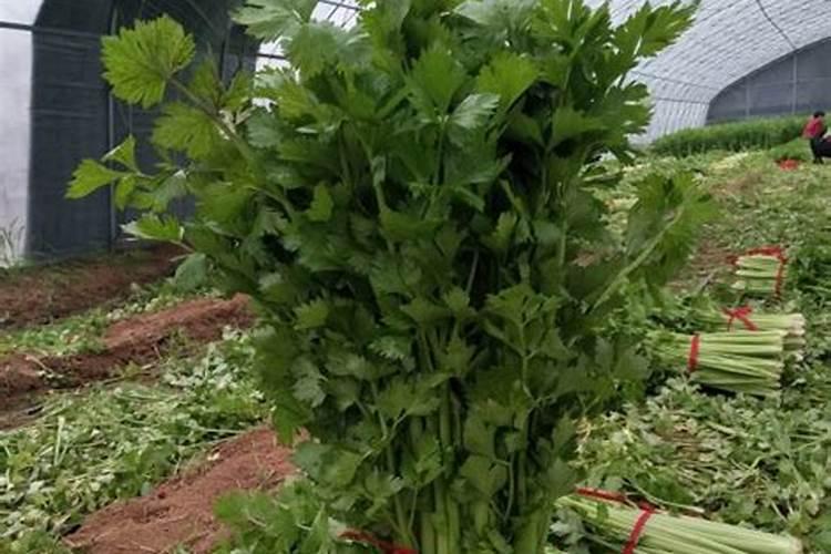 李子施什么肥料产量高？如何促进李子树大果肥？