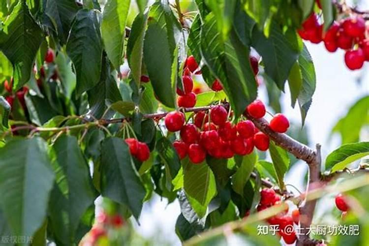 大樱桃花前施不含磷的复合肥可以吗？