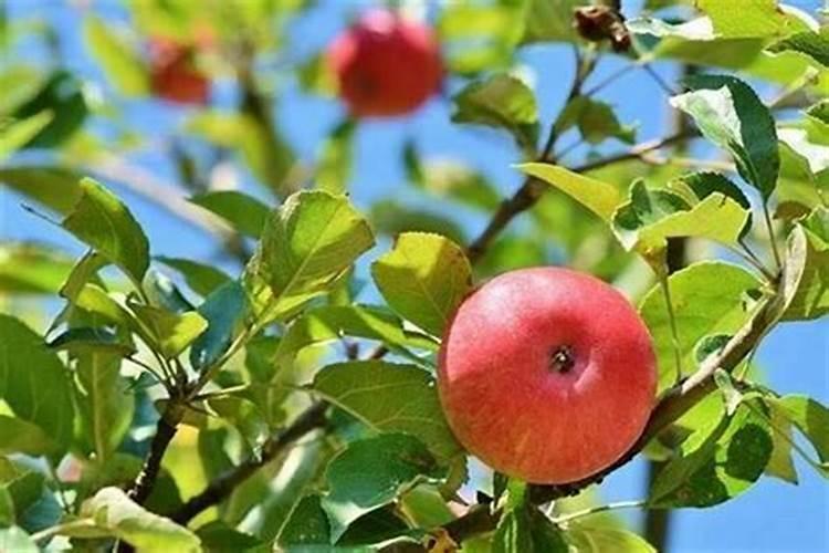 大樱桃叶面肥花前打好还是花后打好？原因是什么？
