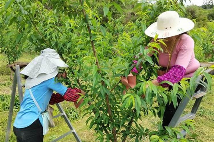 安哥诺李子施肥时间表