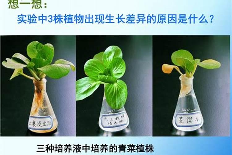 水养植物用什么肥料简单又适用