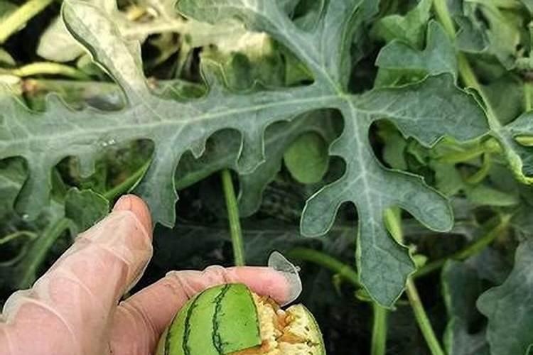 猕猴桃栽培技术与管理方法 软枣猕猴桃小苗种植要点