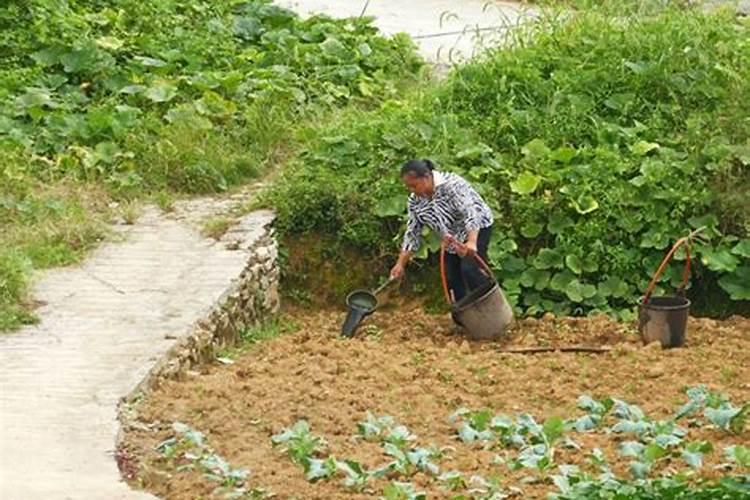 菜苗什么时候施肥 菜苗施肥的时间