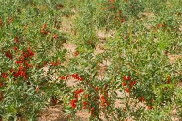 桃树结果期用什么冲施肥好？桃树挂果期用哪些肥料好？