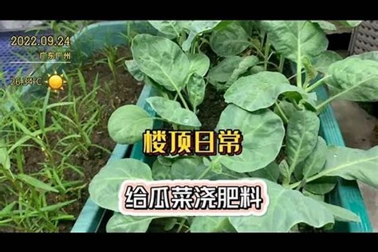 插扦后的绿萝长叶子了可以施肥吗