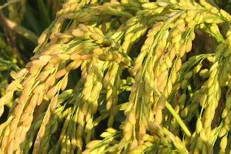 水稻吉农大667品种介绍