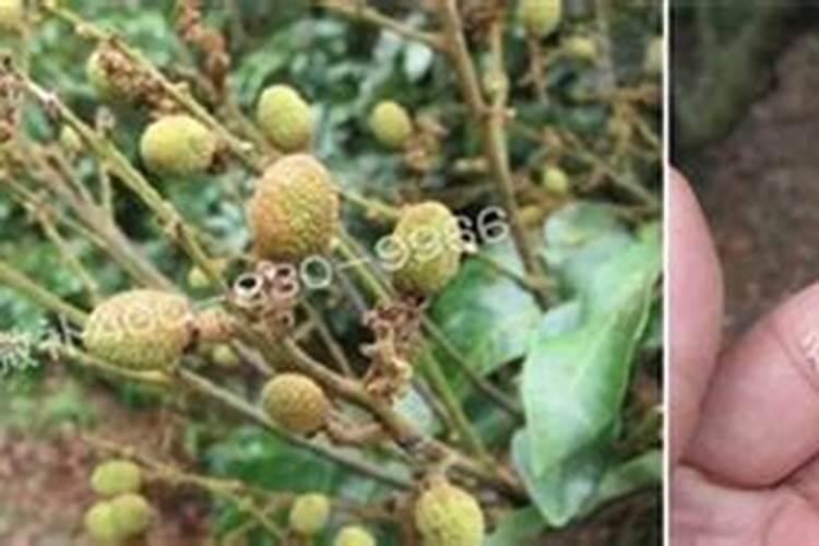 橘子树用什么肥好