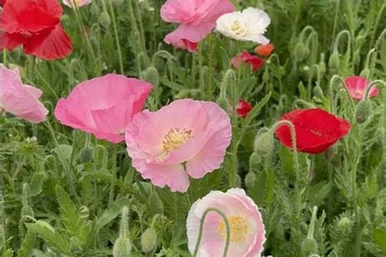 尿按氮肥是什么颗粒