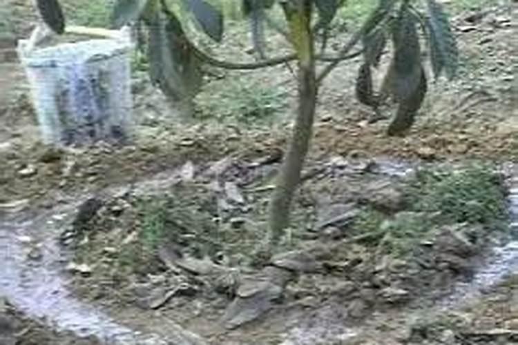 尿素对花草的作用