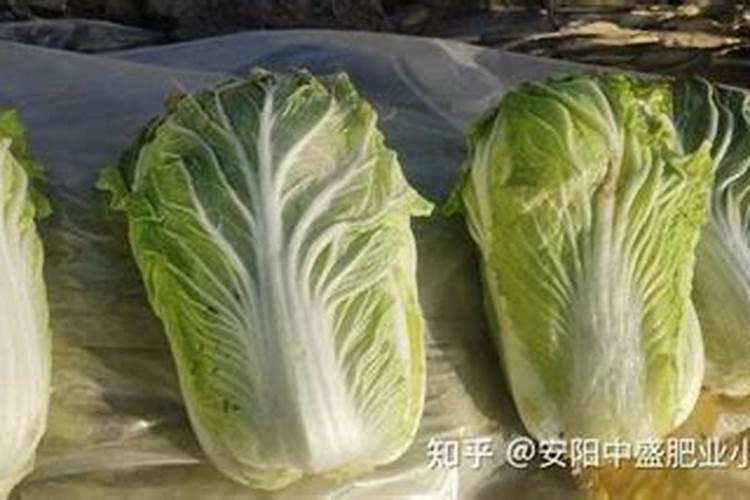 大白菜施什么肥好
