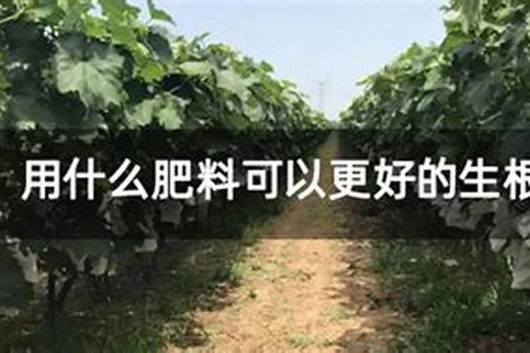 买花时送的生根粉、花肥是真的假的？能不能用？