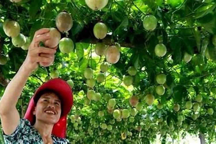 怎样防止百香果树冻死