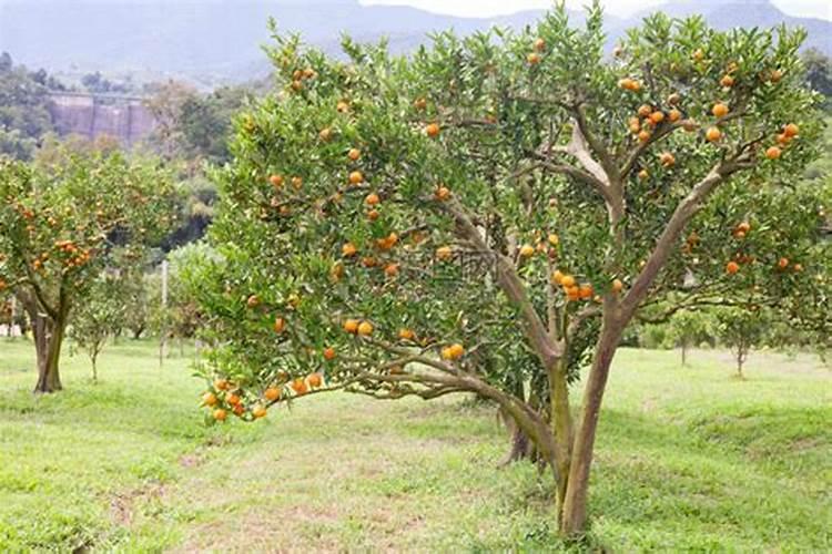 有没有一种不伤生长点,不伤叶片的番茄喷花座果药？