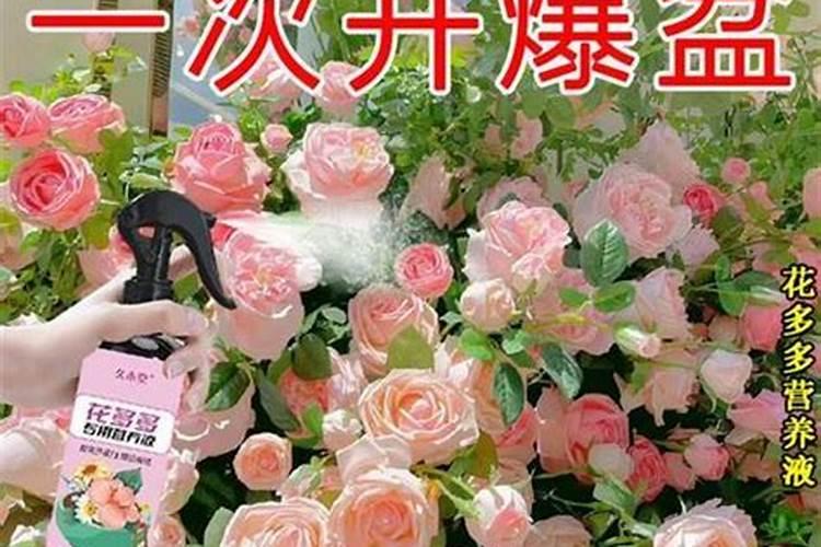 月季夏季施肥方法是什么