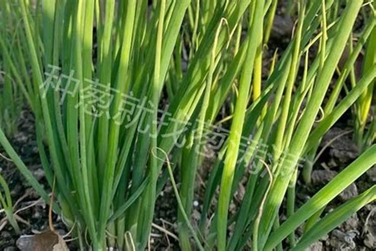 大葱什么时候追肥合适,高产追肥方法