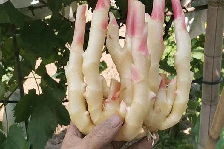 7月份可种哪些蔬菜