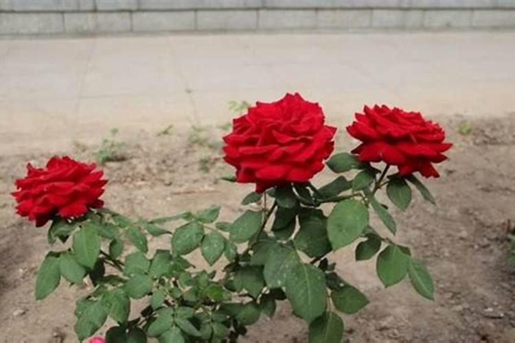 一盆月季施几粒复合肥、玫瑰月季适合施什么肥