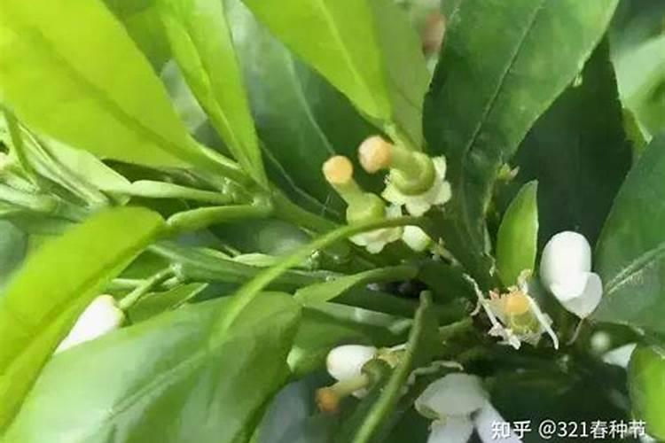 什么树释放氧气最多