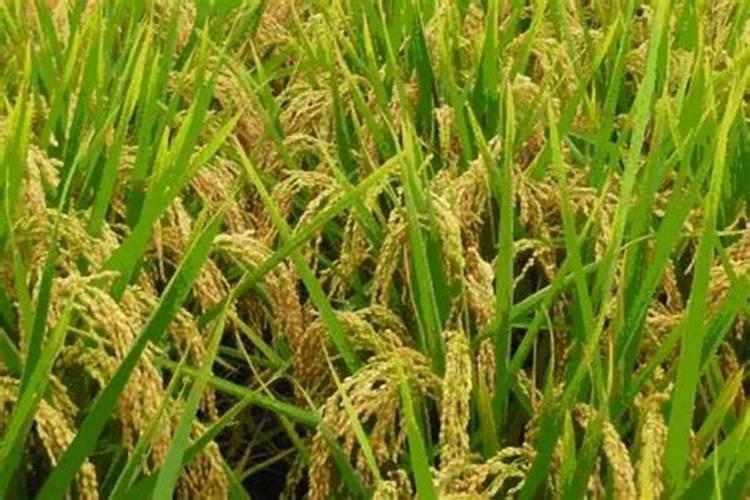 苹果树春季用什么化肥好