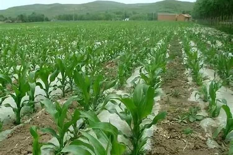 李子里虫最佳解决办法