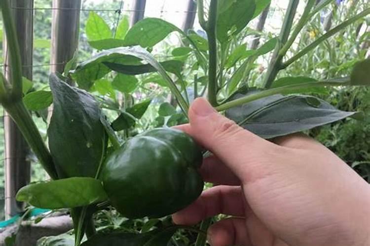 甜椒坐果期怎么管理施肥 甜椒光照温度有什么要求