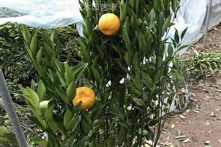 橘子施什么肥最好