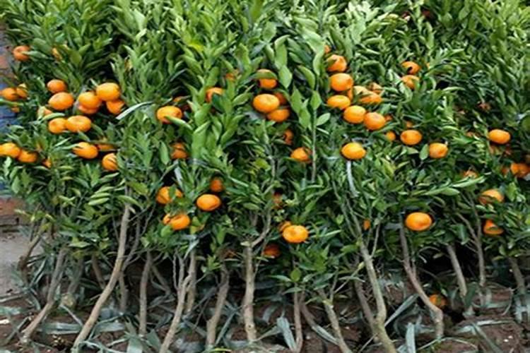 柑橘幼树冲施肥用哪款比较好,能让根系长得更粗壮的。