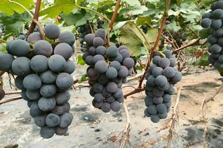 叶面肥几天能吸收干净