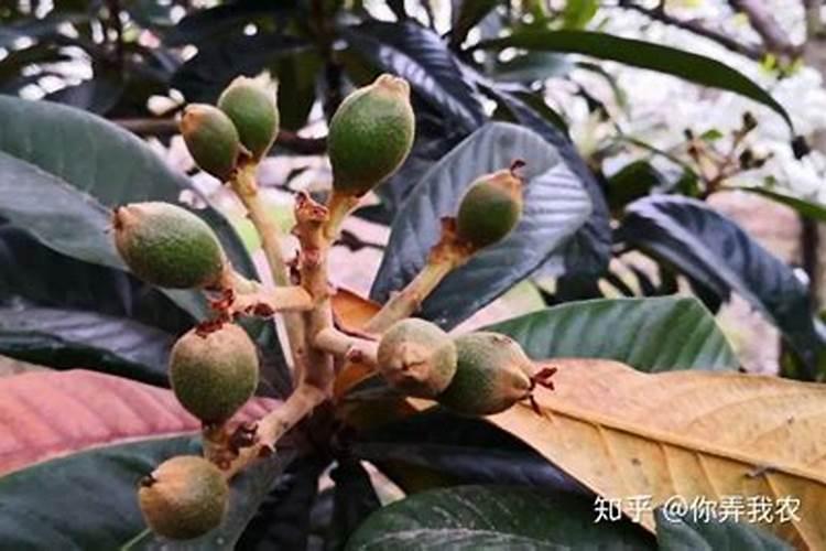 西红柿施什么肥料最好