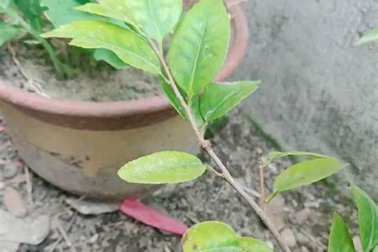 氮元素、镁元素在绿色植物中作用的区别