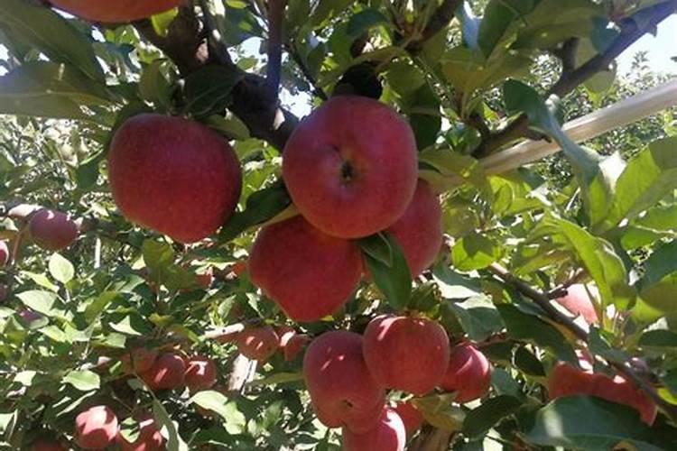 尿素当叶面肥使用方法