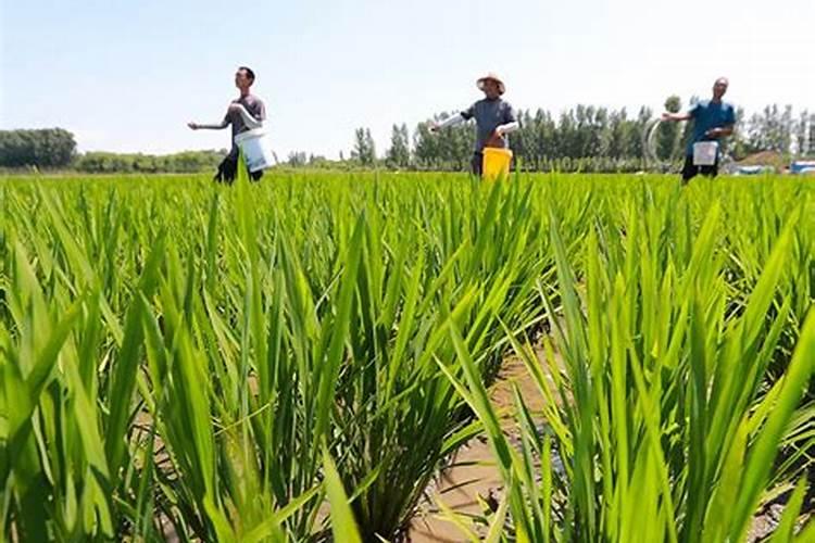 云南纵横肥料主要生产哪些肥料