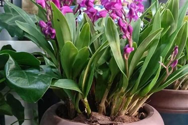 如何清洗香芹 清洗香芹的方法