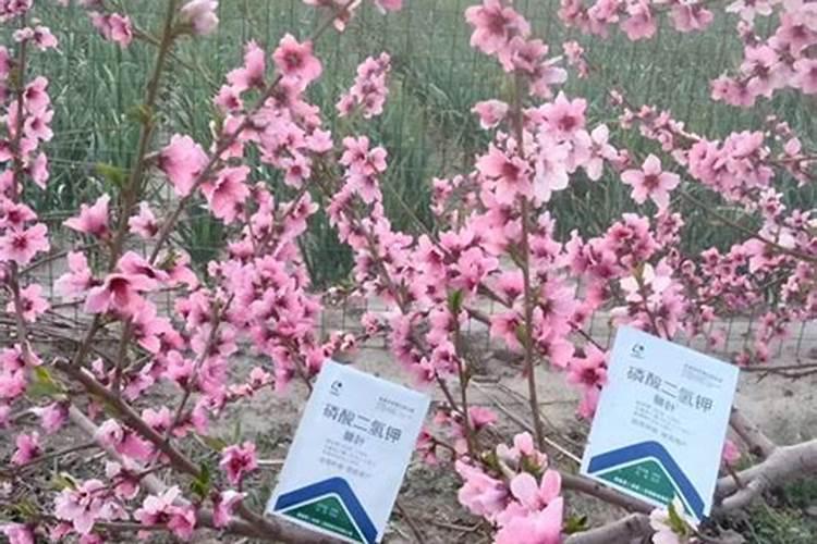 土豆根茎块膨大叶面肥？土豆用哪种肥料根茎块长势旺？