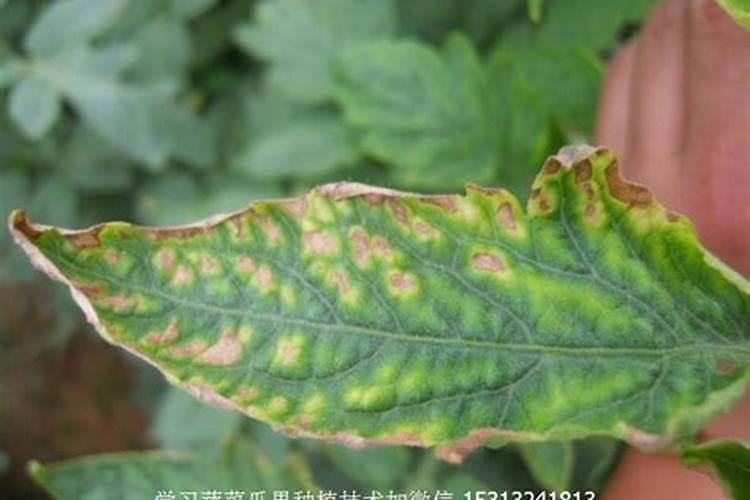 水草缺钾症的症状及防治方法