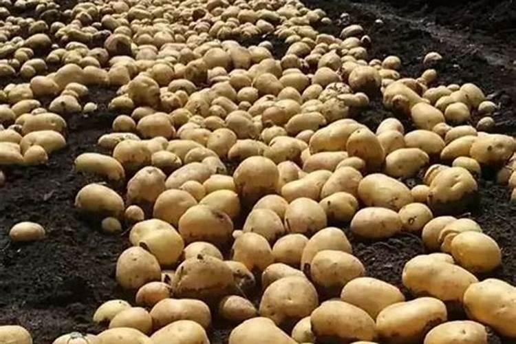 盆栽观叶植物怎样施叶面肥？