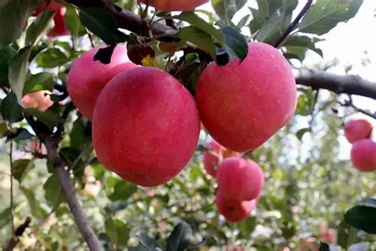 苹果摘袋前多长时间施钾肥冲施肥？